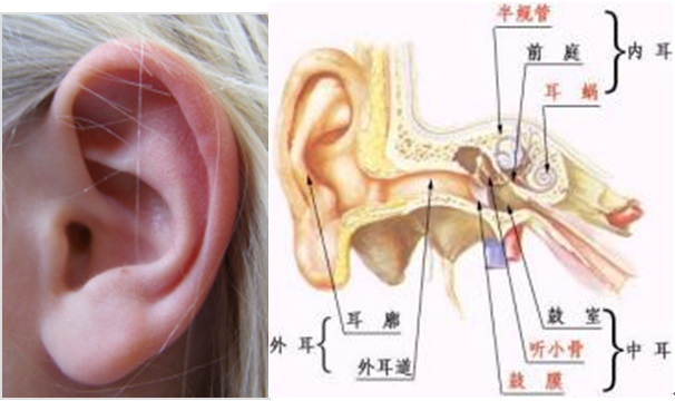鼓膜穿孔是否構(gòu)成輕傷？